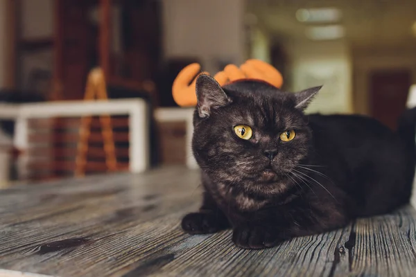 Retrato de un gato tabby disfrazado de Papá Noel, mintiendo. — Foto de Stock