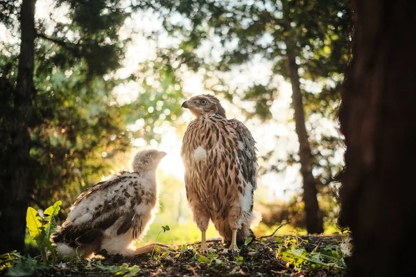 Noordelijke havik kuiken in nest - Accipiter gentilis. — Stockfoto