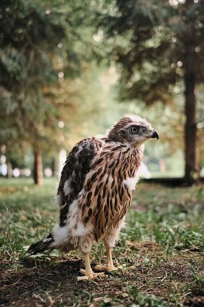 Kur domácí v hnízdě - Accipiter gentilis. — Stock fotografie