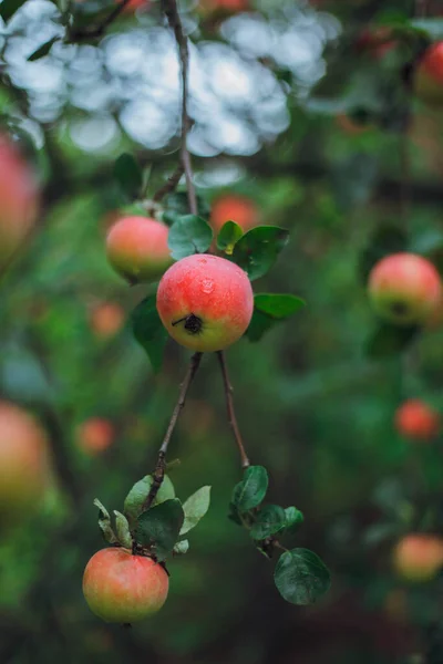 apple garden with apples and green leaves.