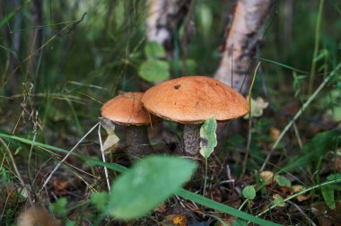 Yeşil çimlerde mantar. Çimenlerde büyüyen bir mantarın fotoğrafı. Mantarlı bir afiş için arka plan ve metin yazımı için alan.