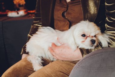Küçük Maltese köpeğinin beyaz rengi sevgili sahibinin kollarında yatıyor. Bir dost..
