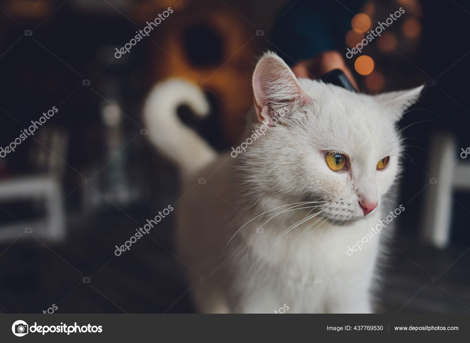 一只黄眼睛的年轻白猫的画像 图库照片 C Vershinin Photo