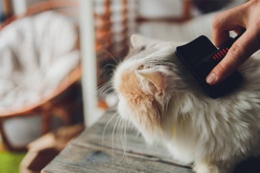 Kedi kuaförünün kuaförünün masasında taranıp taranırken tekir kedi yatıyordu. Seçici odak.