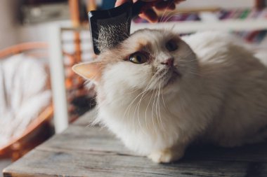 Kedi kuaförünün kuaförünün masasında taranıp taranırken tekir kedi yatıyordu. Seçici odak.