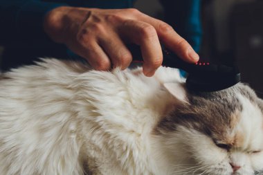 Kedi kuaförünün kuaförünün masasında taranıp taranırken tekir kedi yatıyordu. Seçici odak.