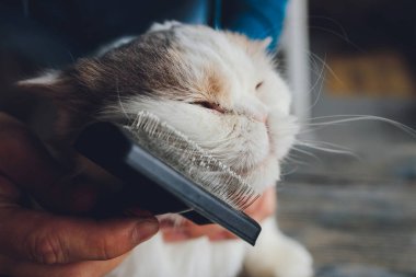 Kedi kuaförünün kuaförünün masasında taranıp taranırken tekir kedi yatıyordu. Seçici odak.
