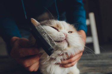 Kedi kuaförünün kuaförünün masasında taranıp taranırken tekir kedi yatıyordu. Seçici odak.
