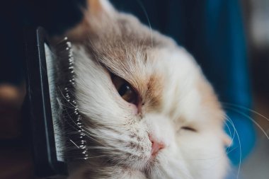 Kedi kuaförünün kuaförünün masasında taranıp taranırken tekir kedi yatıyordu. Seçici odak.