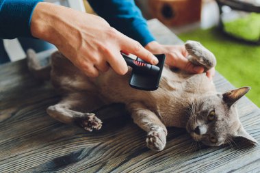 Kedi kuaförünün kuaförünün masasında taranıp taranırken tekir kedi yatıyordu. Seçici odak.