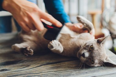 Kedi kuaförünün kuaförünün masasında taranıp taranırken tekir kedi yatıyordu. Seçici odak.