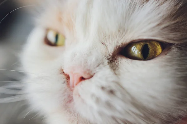 Näsa av katt närbild. Feline näsa makro. — Stockfoto