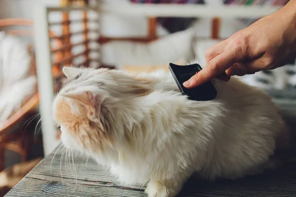Табби-кот лежит на столе у кошек парикмахерская во время расчесывания и расчесывания. Селективный фокус. — стоковое фото