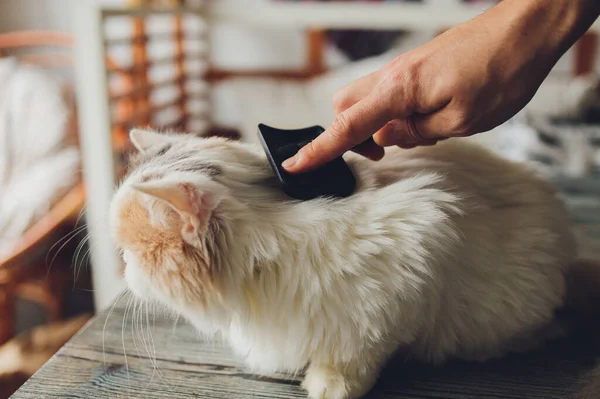 Таббі кіт лежить на столі в салоні котів перукарів, поки його чистять і розчісують. Вибірковий фокус . — стокове фото