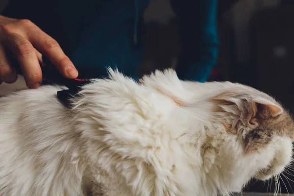 Табби-кот лежит на столе у кошек парикмахерская во время расчесывания и расчесывания. Селективный фокус. — стоковое фото