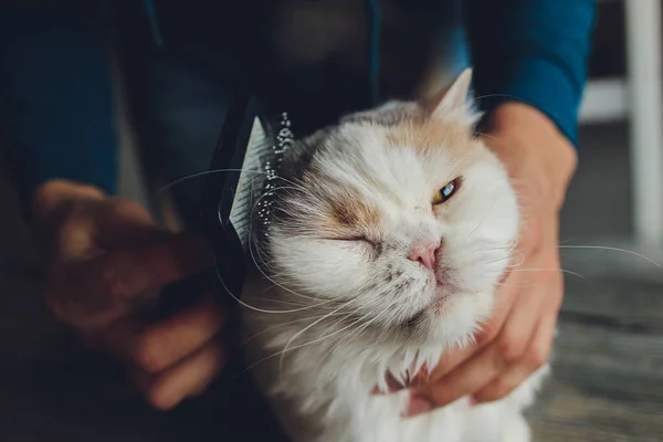 Tabby cat lying on the table at cats hairdressers salon while being brushed and combed. Selective focus. — Stock Photo, Image