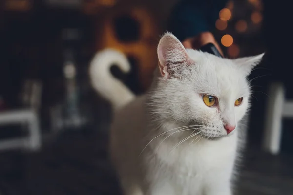 Ritratto di un giovane gatto bianco con occhi gialli. — Foto Stock