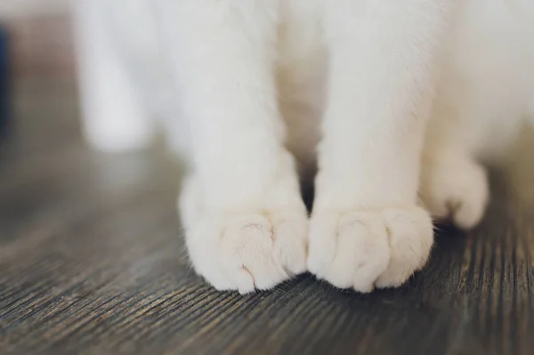 Visão superior de patas de gatos. Fundo de madeira. — Fotografia de Stock