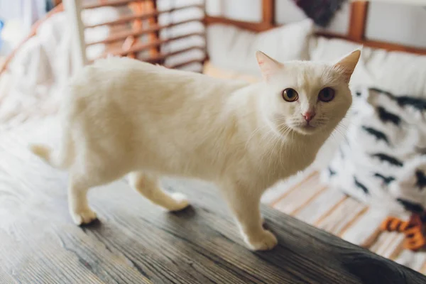 Portrait of a young white cat with yellow eyes. — Stock Photo, Image