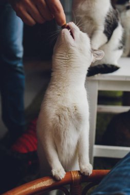 Tekir kedi duruyor ve insanların beslediği yiyecekleri yalıyor..