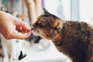 Tekir kedi duruyor ve insanların beslediği yiyecekleri yalıyor..