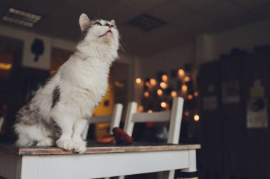 Beyaz gri Himalaya kedi suratının yakın görüntüsü günlük ev ortamında kameraya bakıyor..
