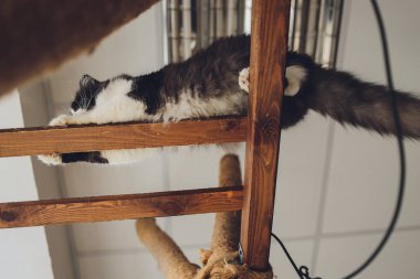 Kedi çatı manzarasının altında oturur..