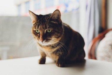 Üç renkli çizgili kedi masaya çıktı..