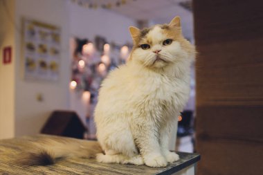 Evcil kedi yavrusu sandalyede uzanıyor ve yakından çekilmiş komik bir fotoğrafı var..