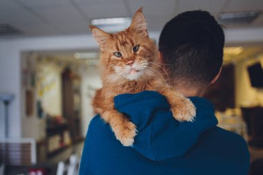 young man holding maine coon ginger cat. clipart