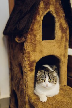 Evcil bir evde sevimli gri beyaz kedi.