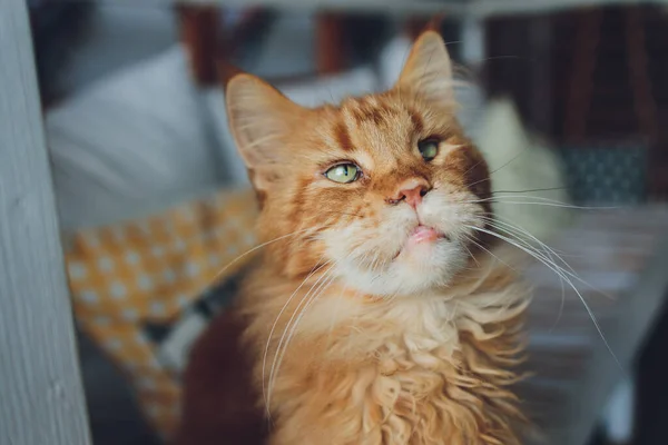 Красная полосатая кошка Мэн Енот на подоконнике. — стоковое фото