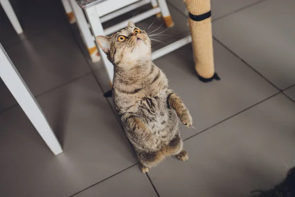 Schöne zweifarbige Streifen Katze mit gelben Augen Scottish Fold. — Stockfoto