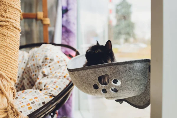 Покладання кота в настінне скло встановлене ліжко в домашніх умовах . — стокове фото