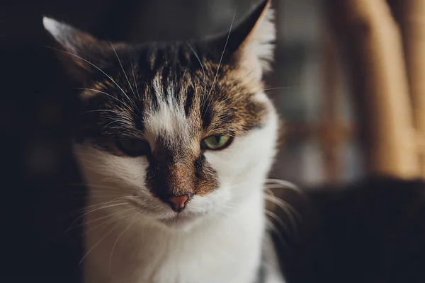 Портрет маленького триколорного кошеняти кота . — стокове фото