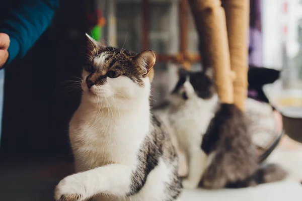 Portrét malého trikolorového koťátka kočky. — Stock fotografie