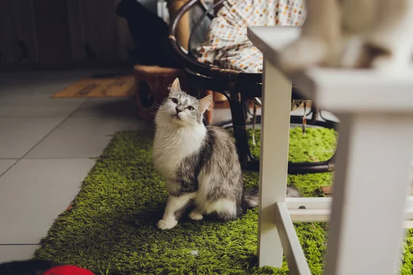 Портрет маленького трехцветного котенка. — стоковое фото