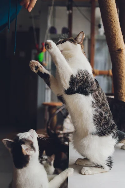 Tabby-Katze steht und leckt das Futter, das der Mensch füttert. — Stockfoto