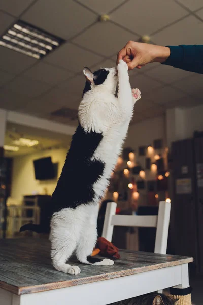 Tabby macska áll és nyalogatja az ételt, amit az ember fedding. — Stock Fotó
