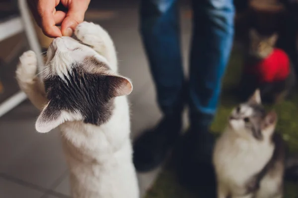 Тэбби кот стоит и любит пищу, которой питается человек. — стоковое фото