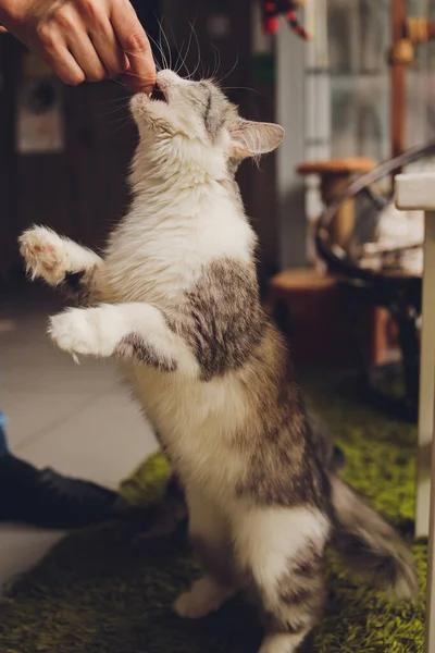 Тэбби кот стоит и любит пищу, которой питается человек. — стоковое фото