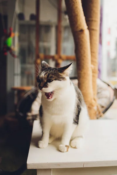 Porträt eines kleinen trikolorierten Kätzchens einer Katze. — Stockfoto