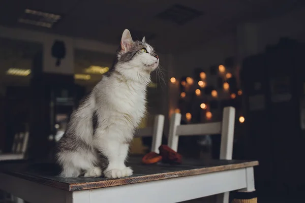 Close-up zicht op een witte grijze Himalaya kat gezicht geconfronteerd camera in een dagelijkse thuisinstelling. — Stockfoto