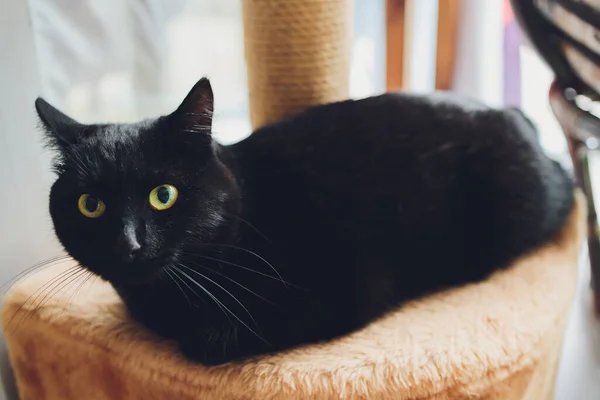 Чорний кошеня з жовтими очима сидить на подряпинці . — стокове фото