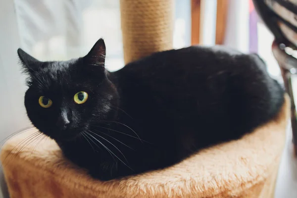 Gatinho preto com olhos amarelos senta-se em um posto riscando. — Fotografia de Stock