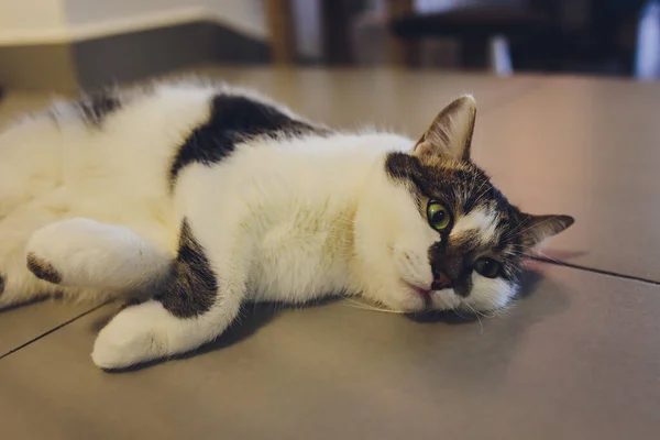 Gros plan chat mignon noir et blanc couché sur le sol de carrelage extérieur et à la recherche de quelque chose . — Photo