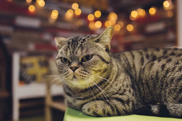 Hermosas rayas bicolor gato con ojos amarillos escocés Doble. — Foto de Stock