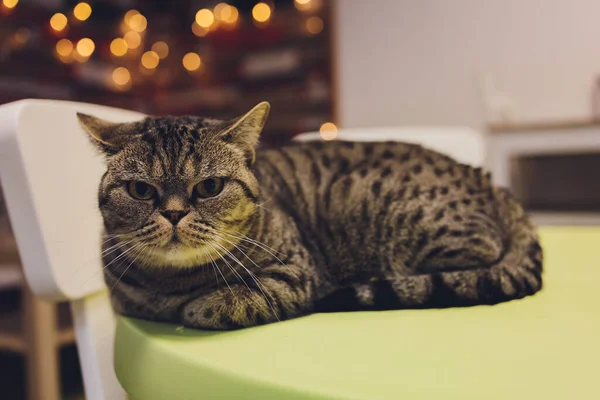 Hermosas rayas bicolor gato con ojos amarillos escocés Doble. — Foto de Stock