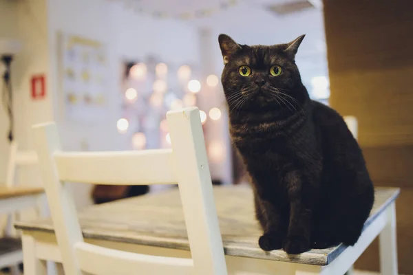 Gato sentado em uma mesa olhando para cima. Gato preto. Persa. olhos castanhos. — Fotografia de Stock