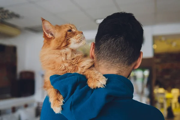 Молодой человек держит в руках имбирную кошку мейн кун. — стоковое фото